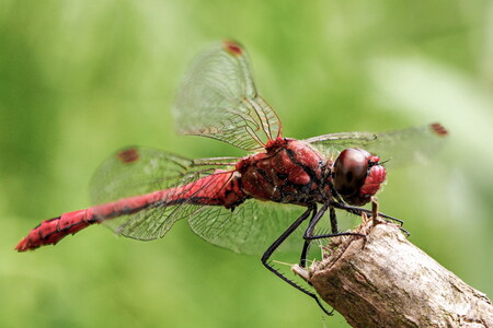 Blutrote Heidelibelle